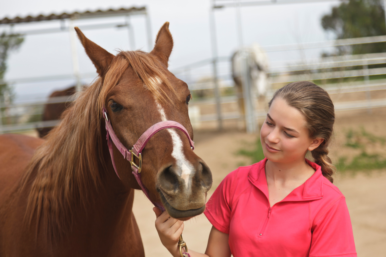 Ateliers avec les chevaux